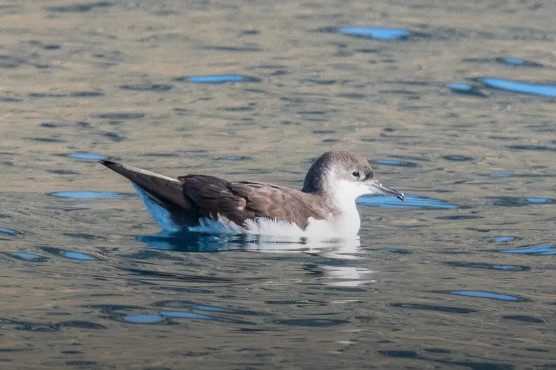 Puffinus yelkouan