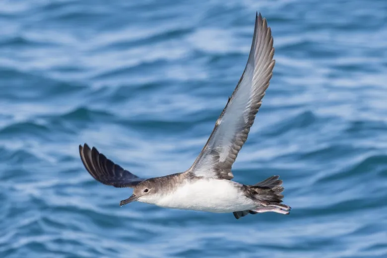 Puffinus yelkouan