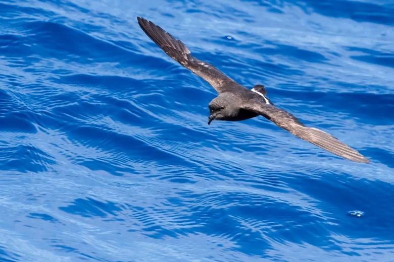 Hydrobates pelagicus