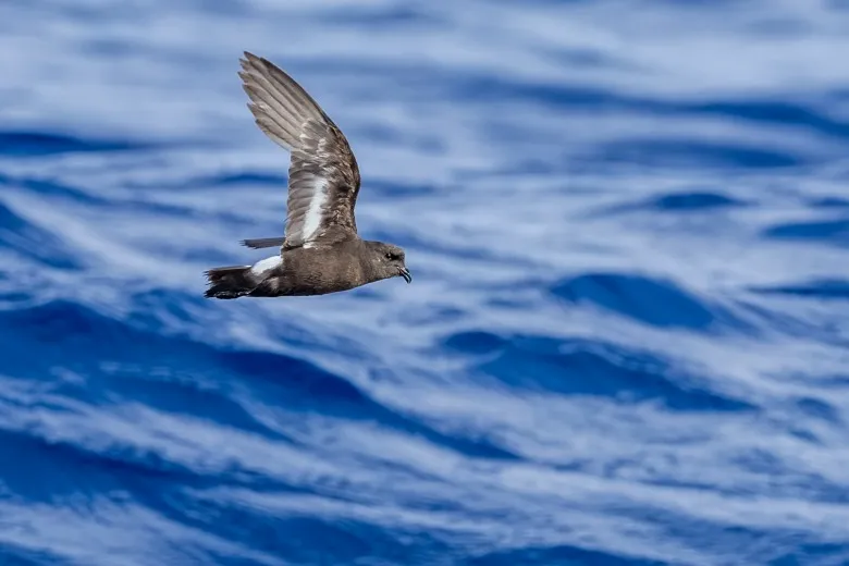Hydrobates pelagicus