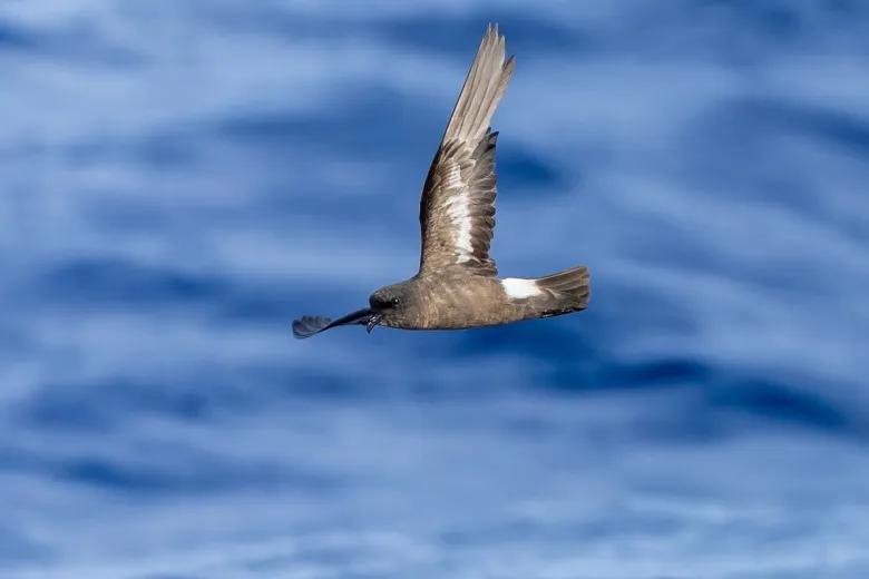 Hydrobates pelagicus