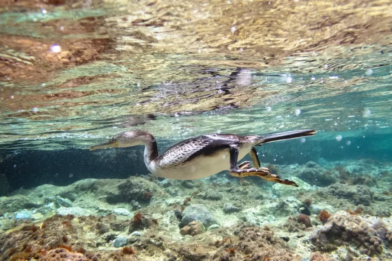 Gulosus aristotelis desmarestii