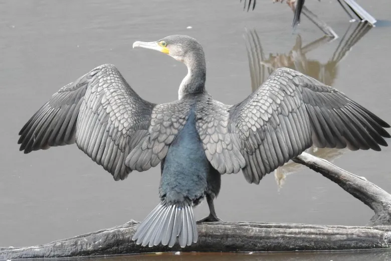 Phalacrocorax carbo