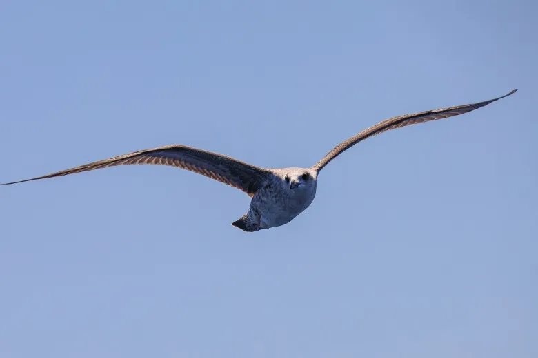 Larus michahellis