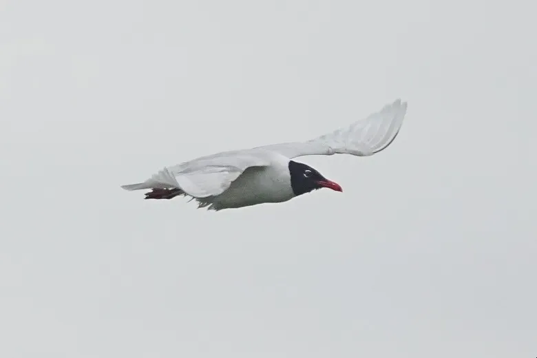 Ichthyaetus melanocephalus
