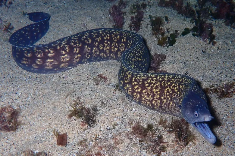 Muraena helena