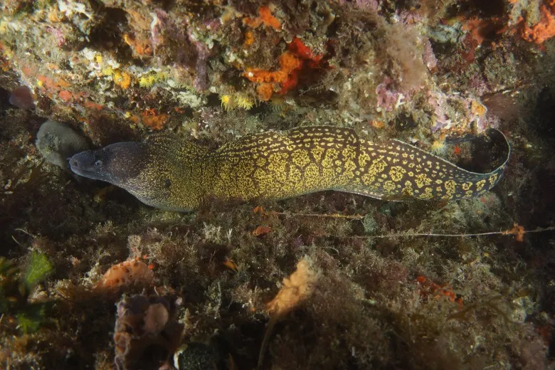 Muraena helena