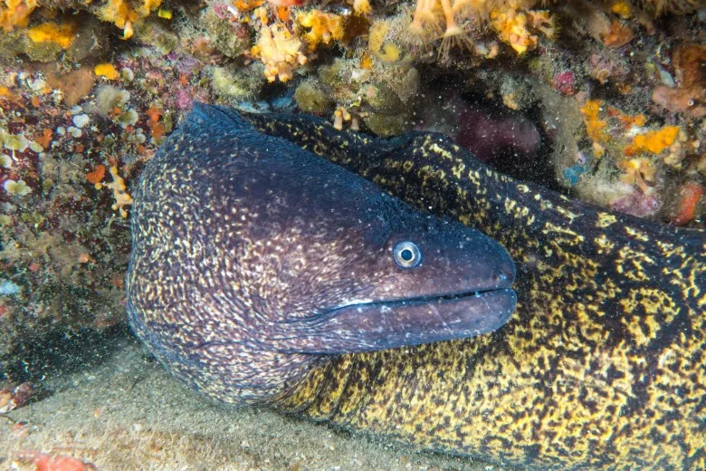 Muraena helena