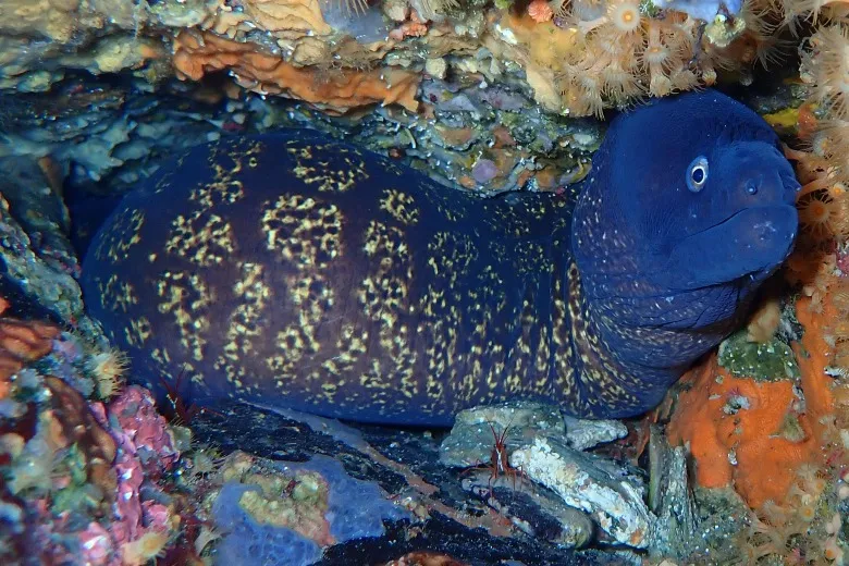 Muraena helena