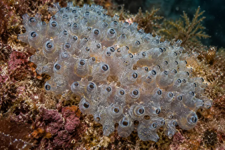 Diplosoma listerianum
