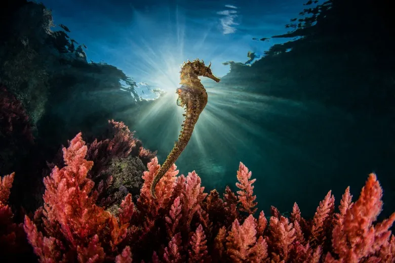 Hippocampus guttulatus