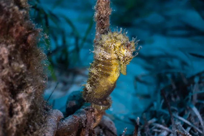 Hippocampus guttulatus