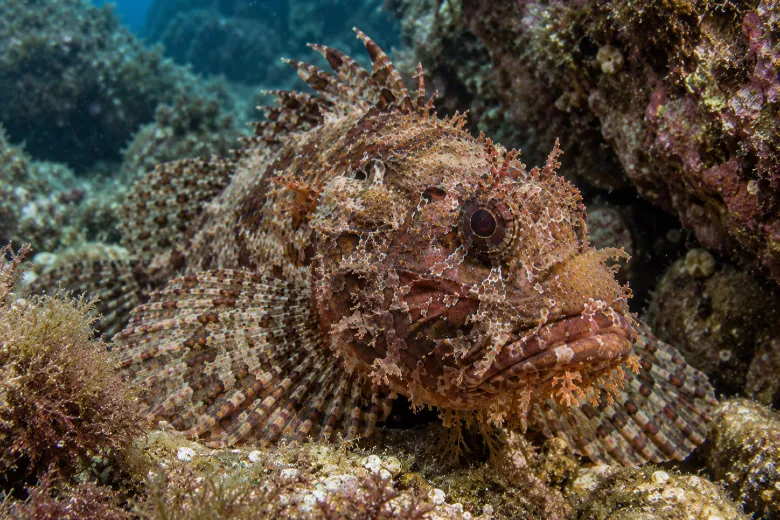 Scorpaena porcus