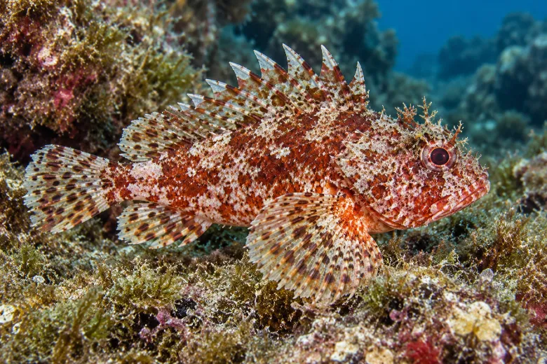 Scorpaena notata