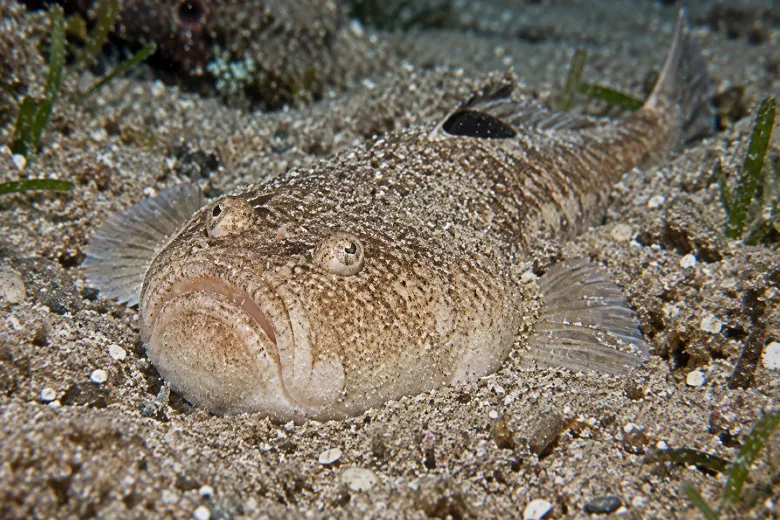 Uranoscopus scaber