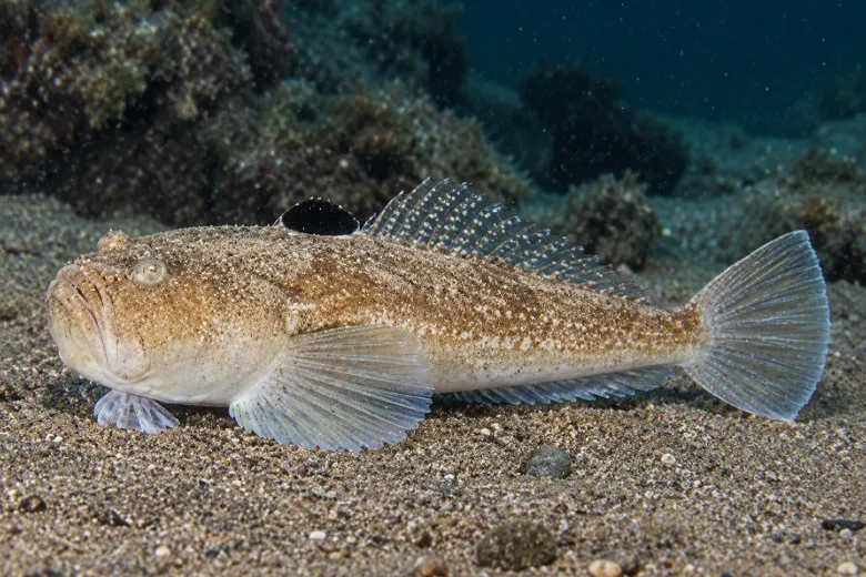 Uranoscopus scaber