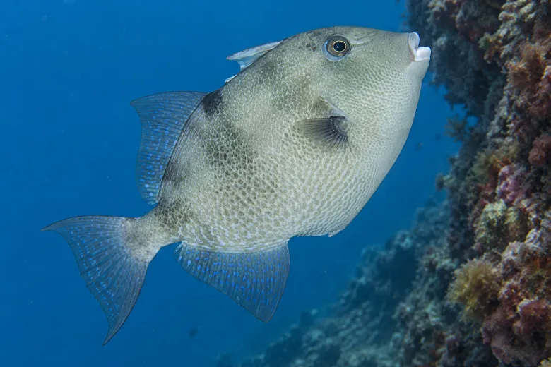 Balistes capriscus