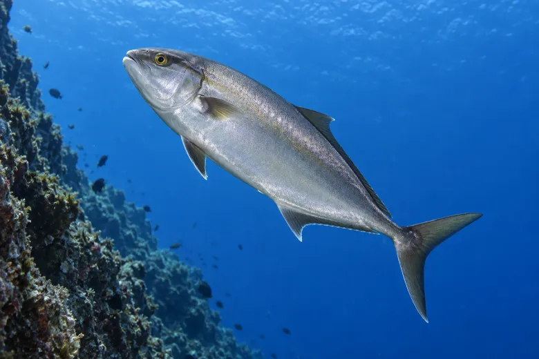 Seriola dumerili
