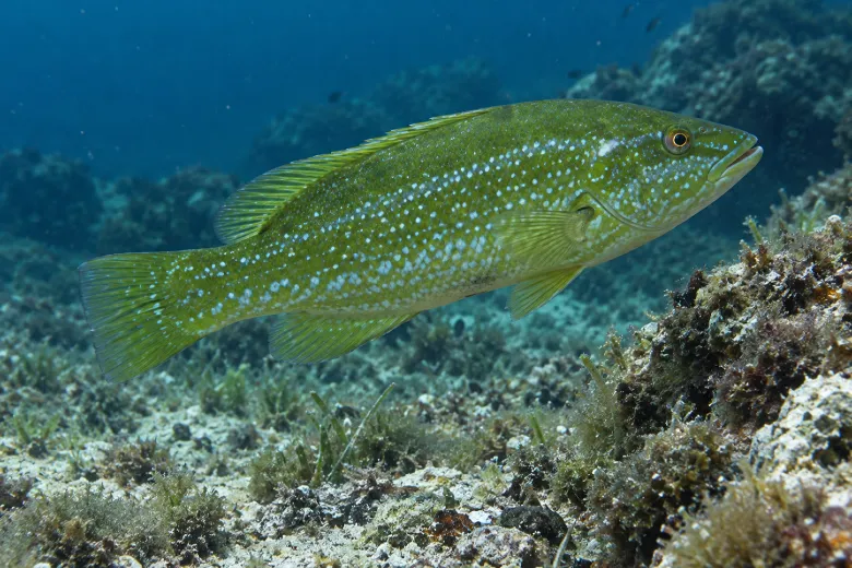 Labrus viridis