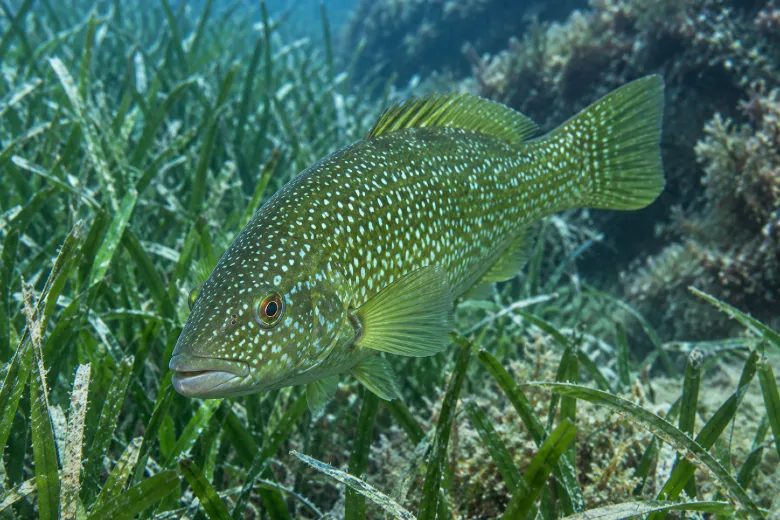 Labrus viridis