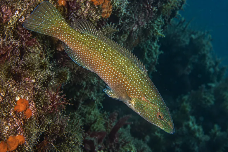 Labrus viridis