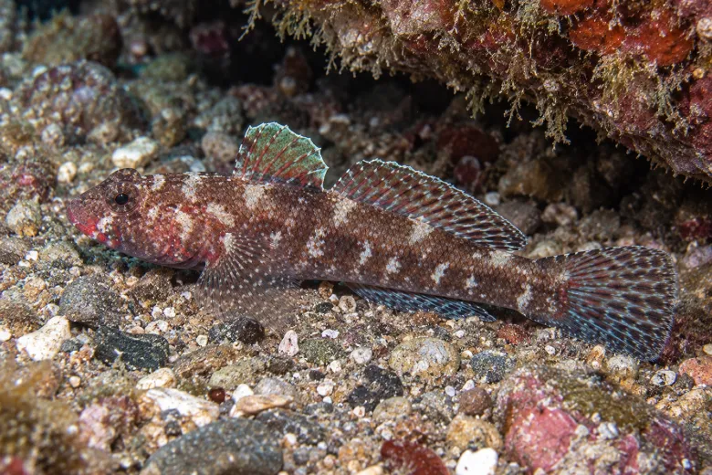Gobius cruentatus