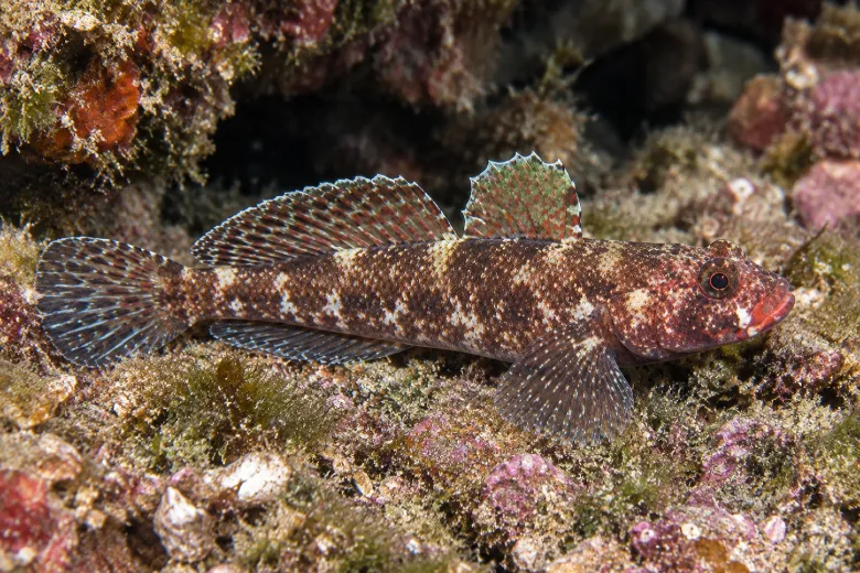 Gobius cruentatus