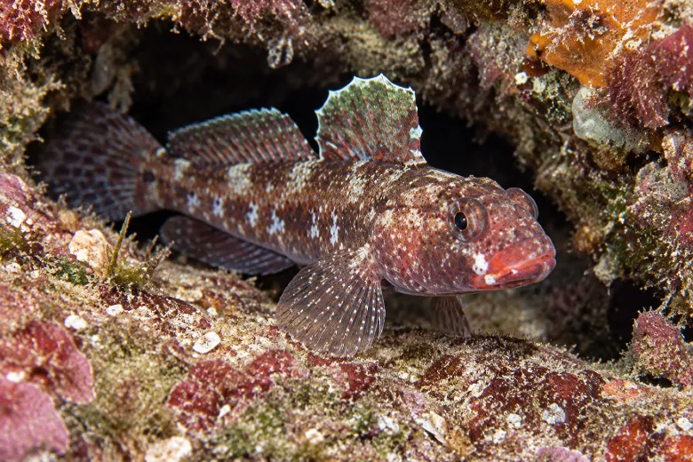 Gobius cruentatus