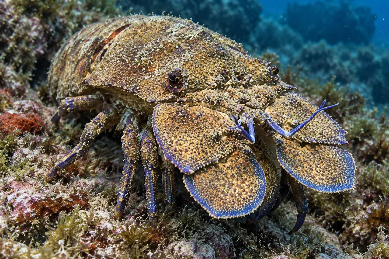 Scyllarides latus