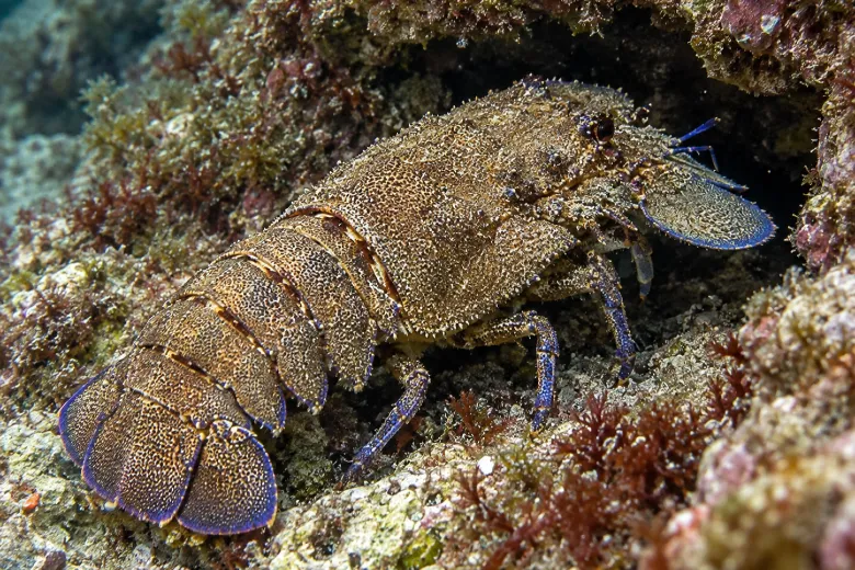 Scyllarides latus