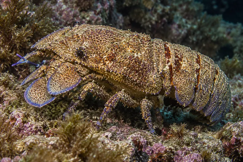 Scyllarides latus