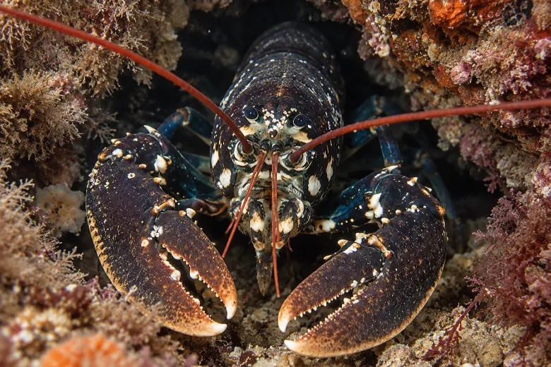Homarus gammarus
