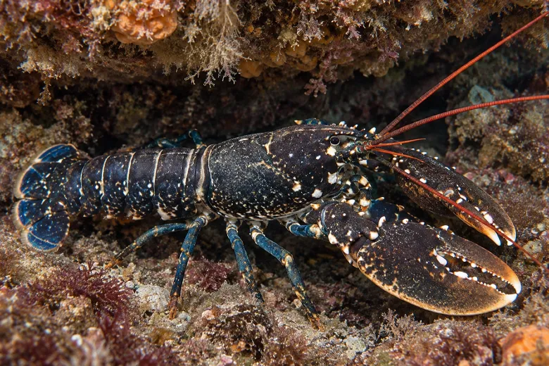 Homarus gammarus