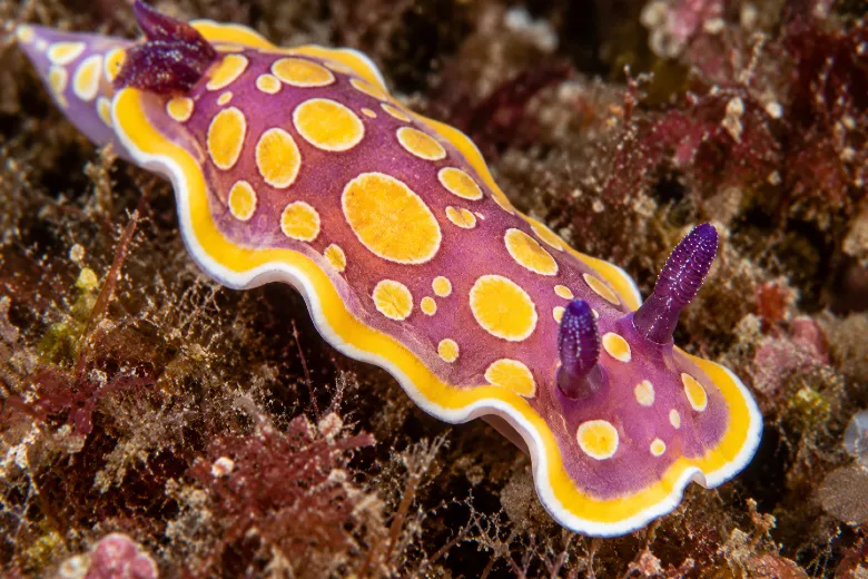 Felimida luteorosea