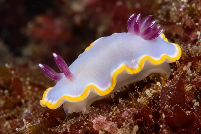 Rudmania purpurea