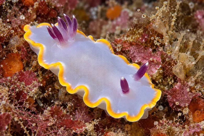 Rudmania purpurea