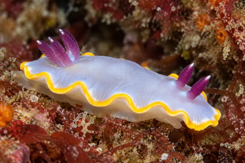 Rudmania purpurea