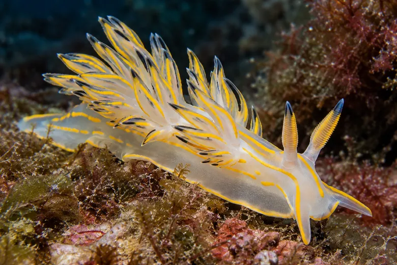 Polycera quadrilineata