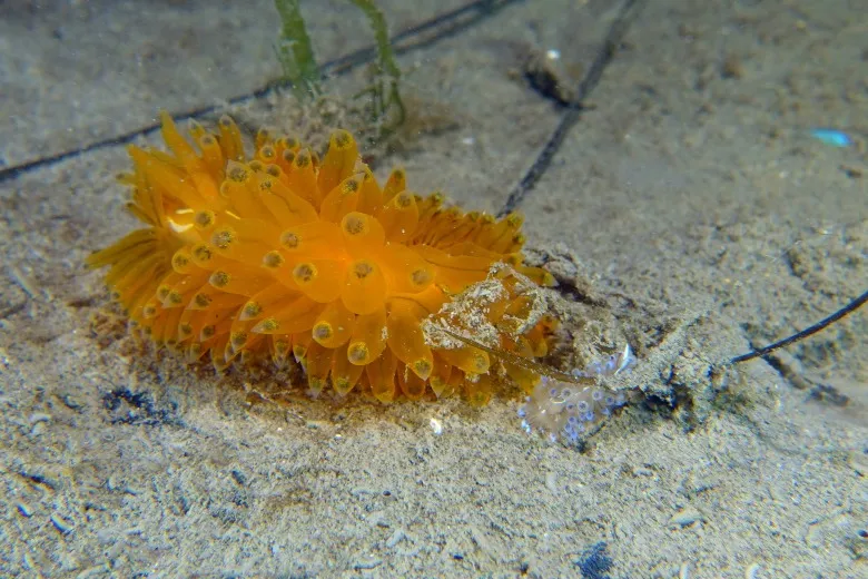 Janolus cristatus