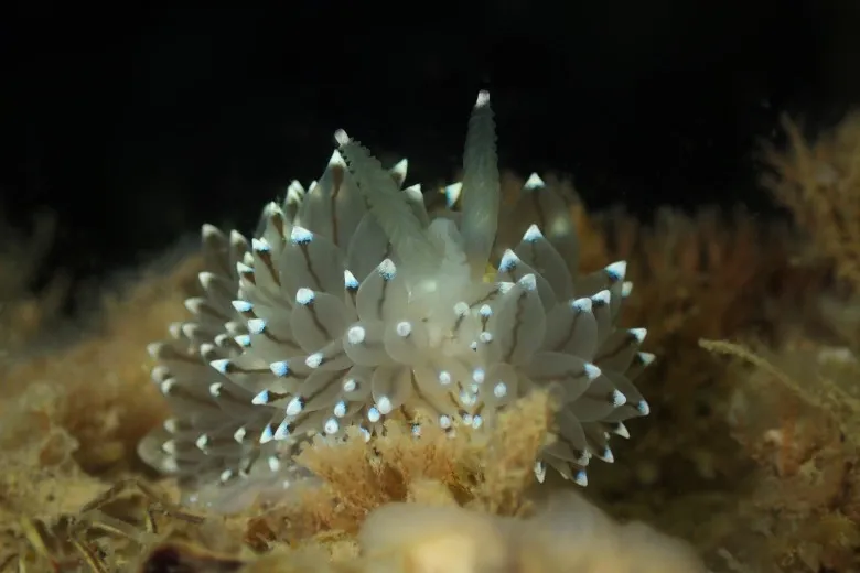 Janolus cristatus