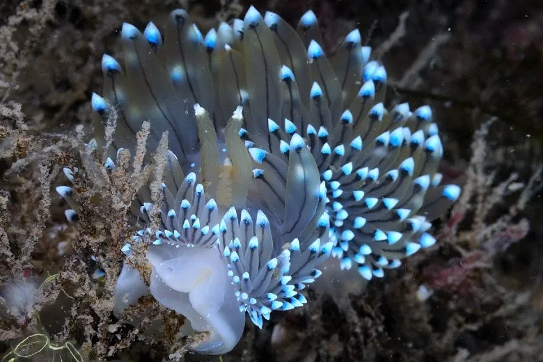 Janolus cristatus
