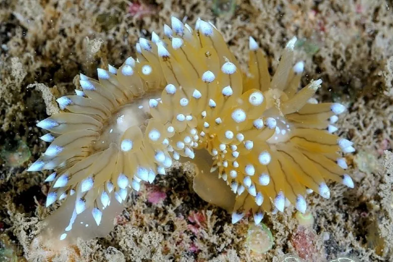 Janolus cristatus