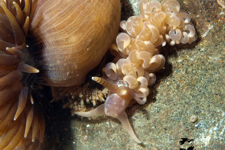 Spurilla neapolitana