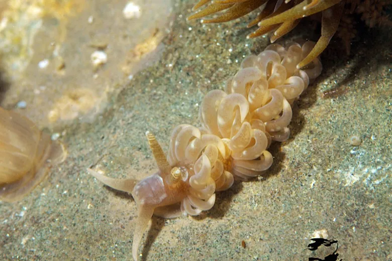 Spurilla neapolitana