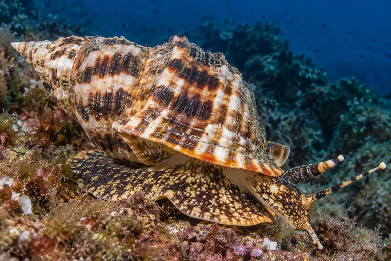 Charonia lampas