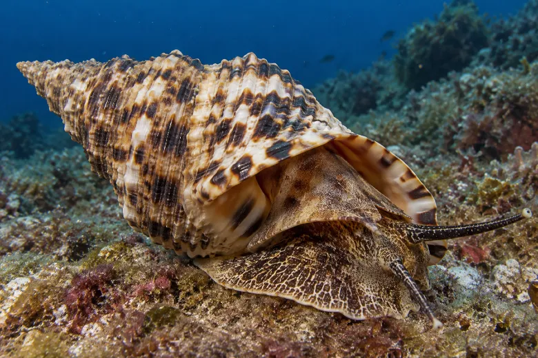 Charonia lampas