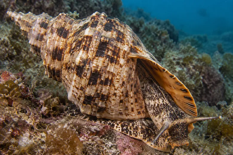 Charonia lampas