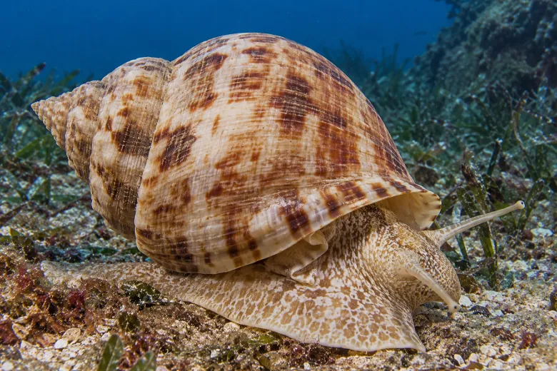 Caracola barril