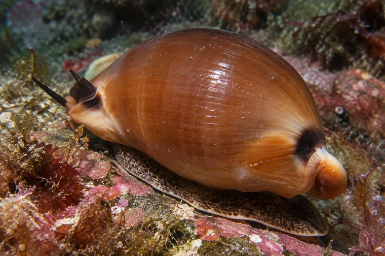 Luria lurida