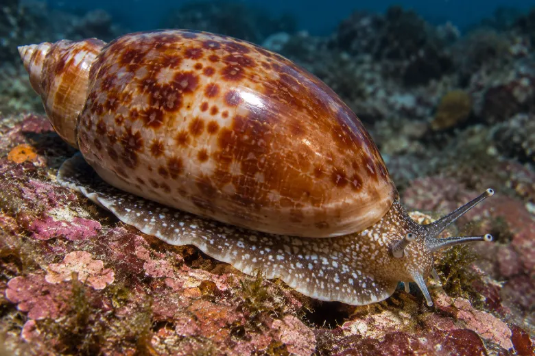Luria lurida